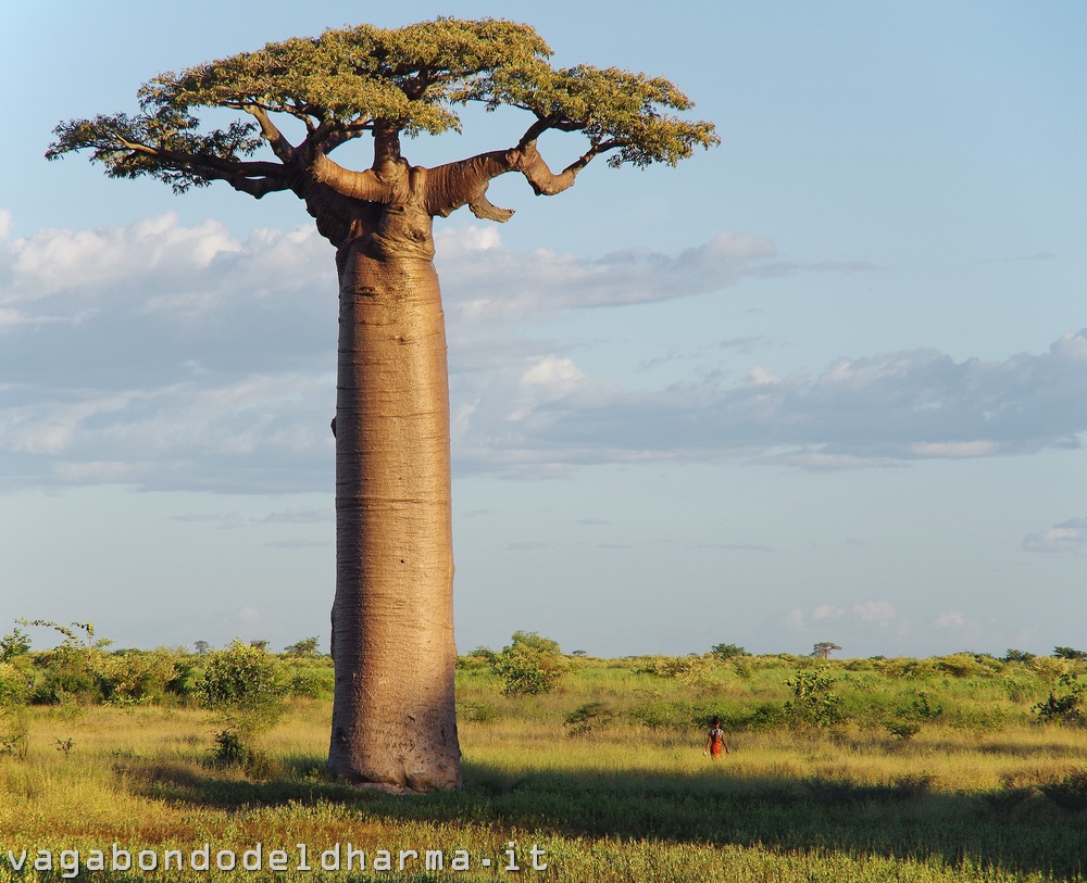 baobab 